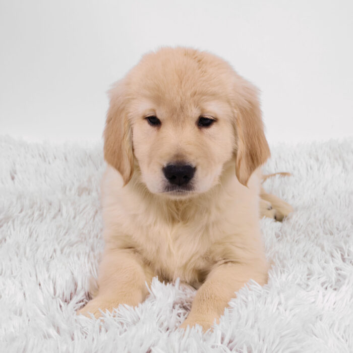 Goblin - Golden Retriever puppy for sale