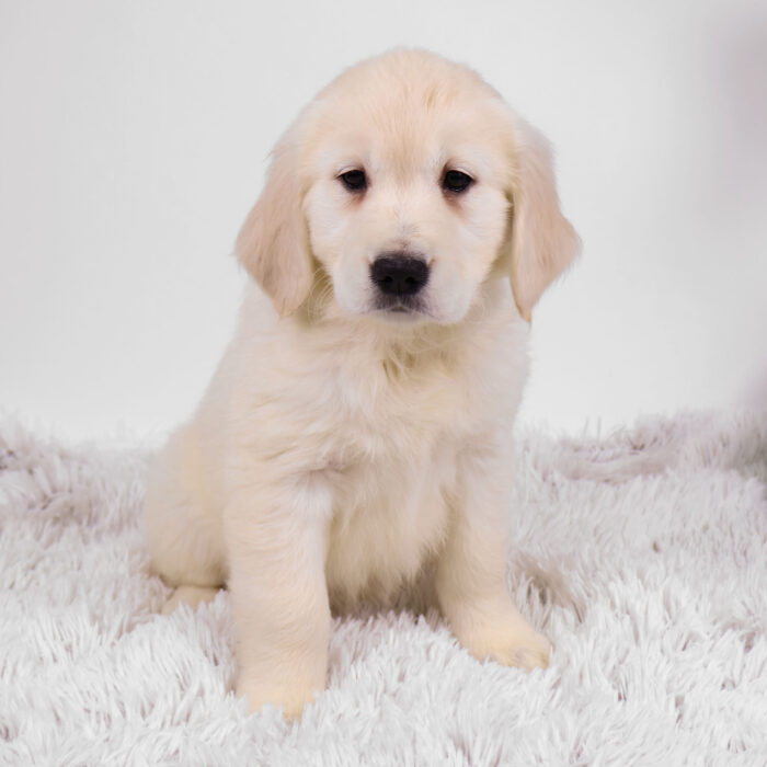 Lichen - Golden Retriever puppy for sale
