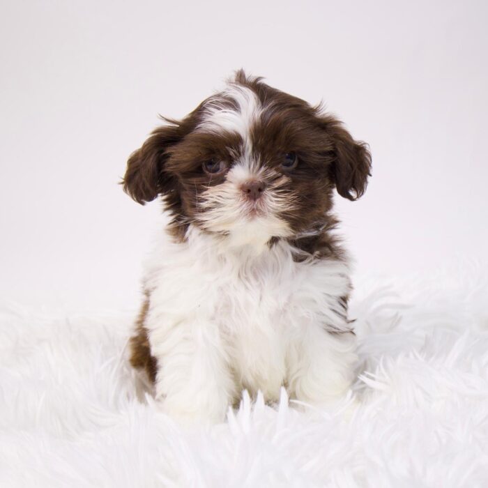 Sammy - Shih Tzu puppy for sale