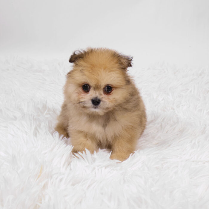 Ivy - Shiranian puppy for sale