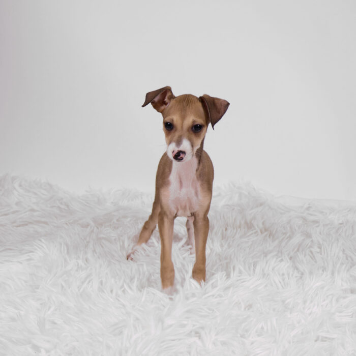 Trek - Italian Greyhound puppy for sale