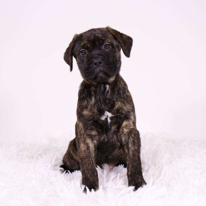 Paint - Cane Corso puppy for sale