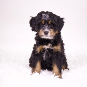 Mini Bernadoodle
