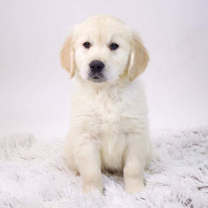 Jake - Golden Retriever puppy for sale