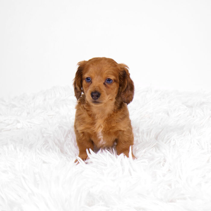 Red - Dachshund puppy for sale