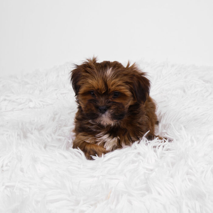 Klaus - Lhasa Apso puppy for sale