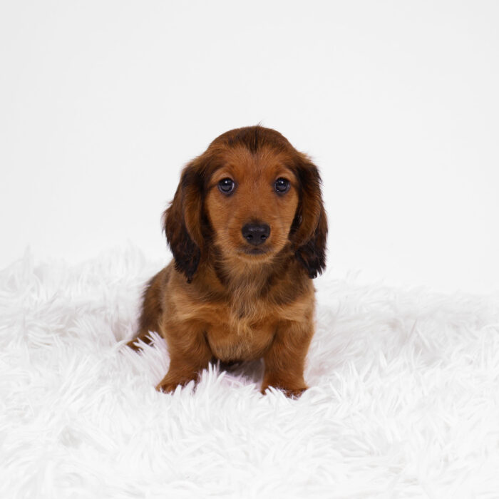 Stefan - Dachshund puppy for sale
