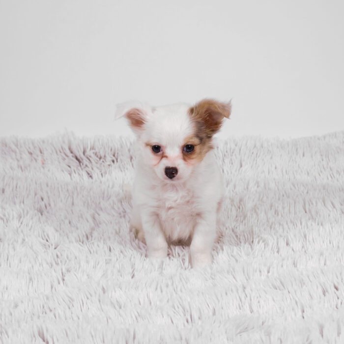 Finn - Chihuahua puppy for sale