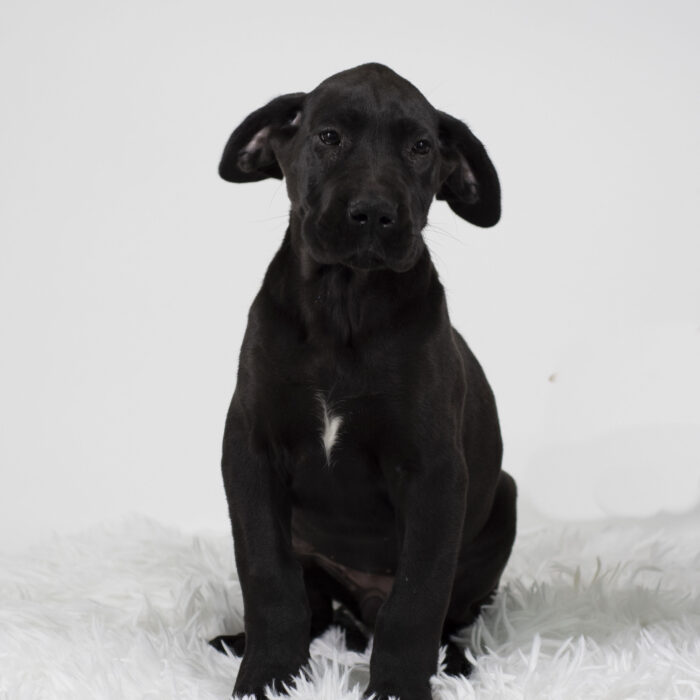 Willow - Great Dane puppy for sale