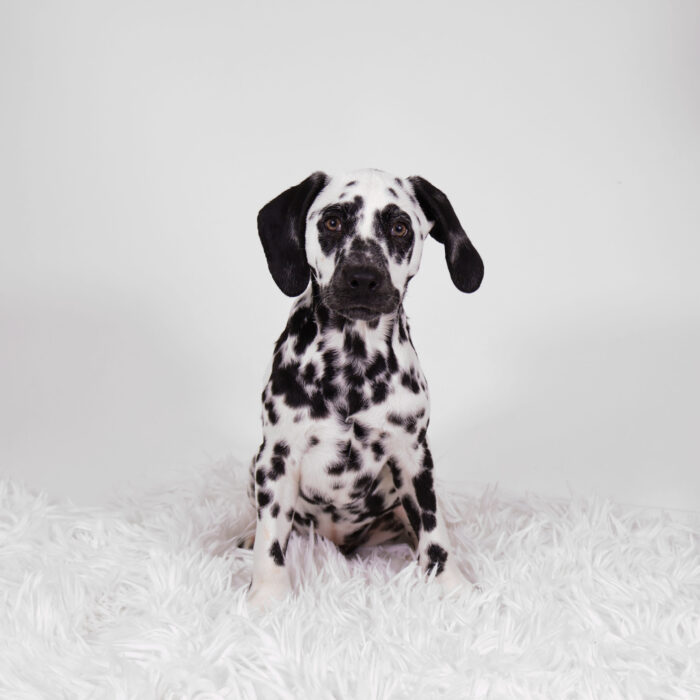 Cloud - Dalmatian puppy for sale