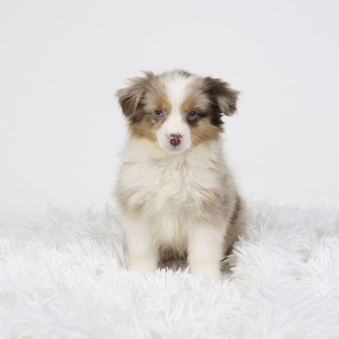 Harely - Miniature Australian Shepherd puppy for sale