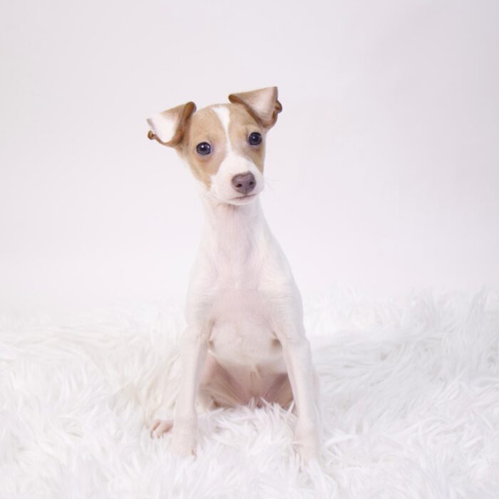 Cosmo - Italian Greyhound puppy for sale