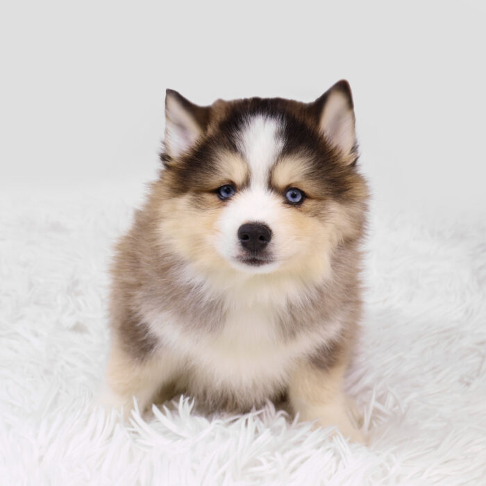 Valley - Pomsky puppy for sale