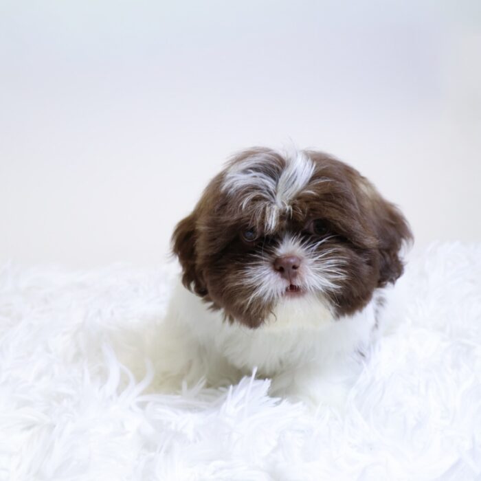 Hachi - Shih Tzu puppy for sale