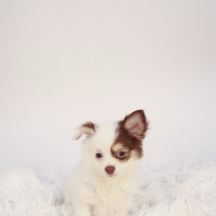 Papi - Chihuahua puppy for sale