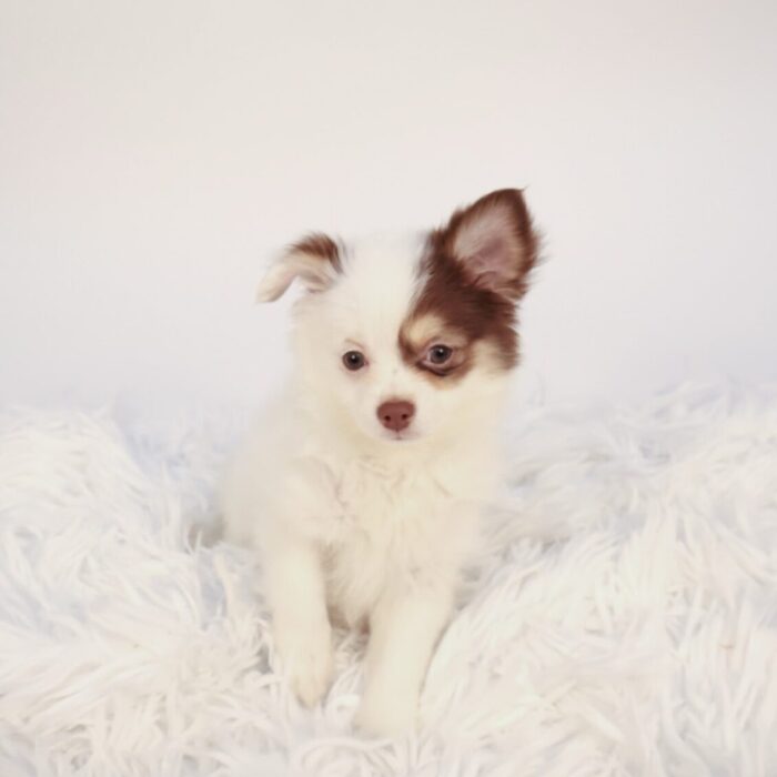 Papi - Chihuahua puppy for sale