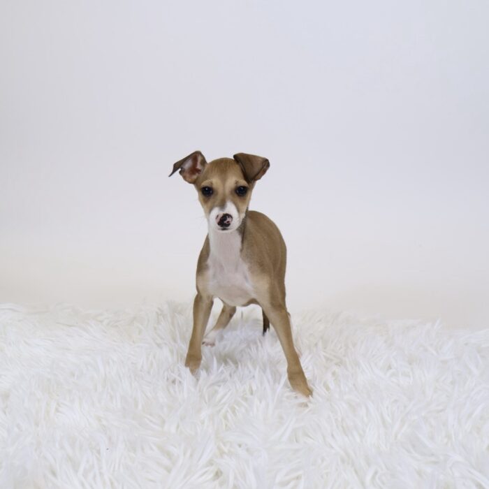 Cosmo - Italian Greyhound puppy for sale