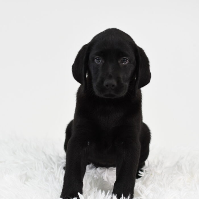 Luna - Labrador Retriever puppy for sale