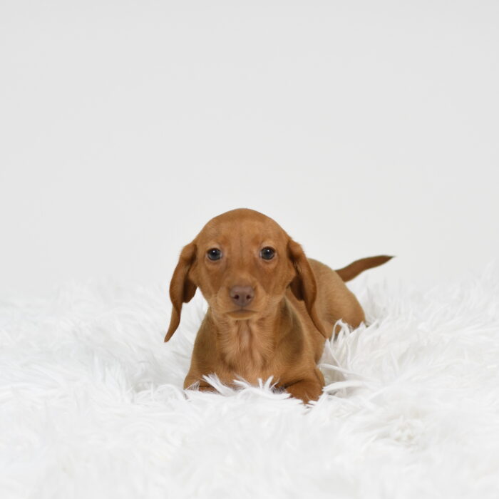 Bella - Dachshund puppy for sale