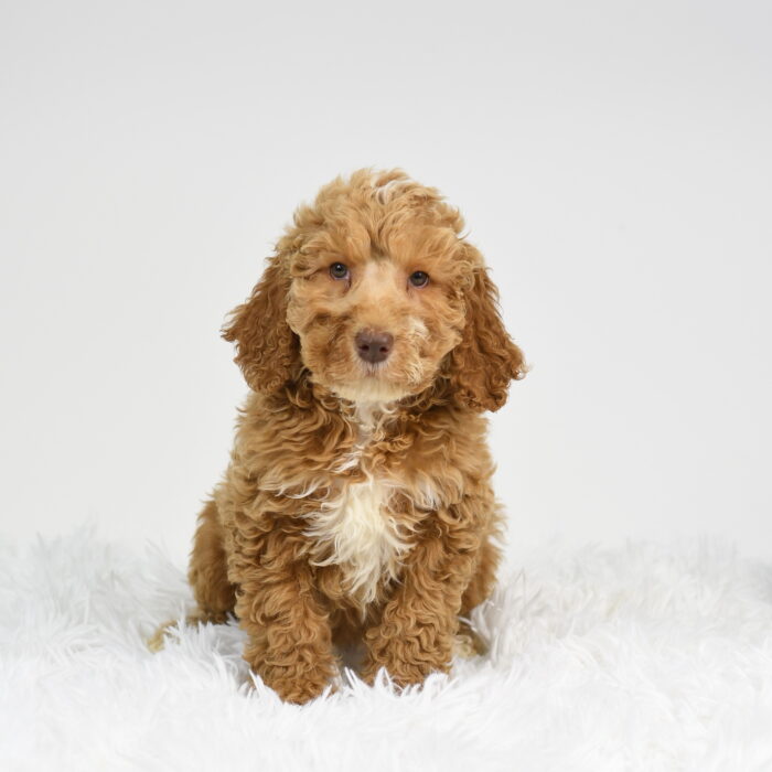 Maggie - Goldendoodle 2nd Gen puppy for sale