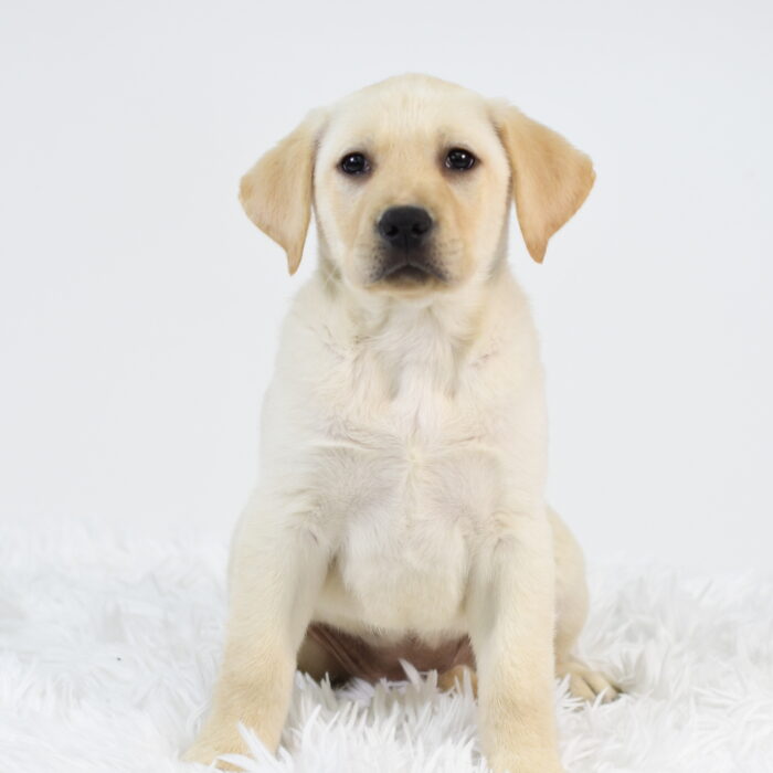 Sol - Labrador Retriever puppy for sale