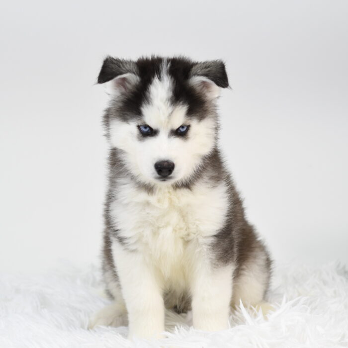 Balto - Siberian Husky puppy for sale