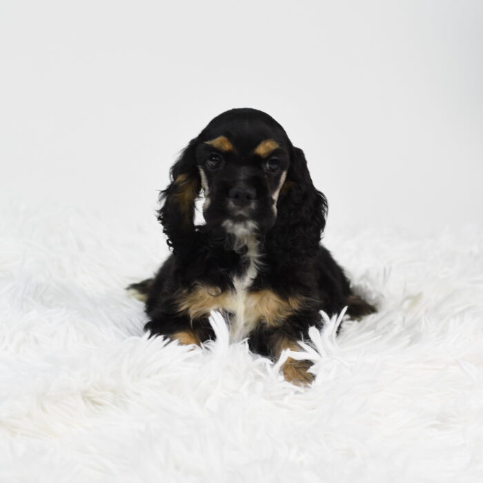 Apollo - Cocker Spaniel puppy for sale