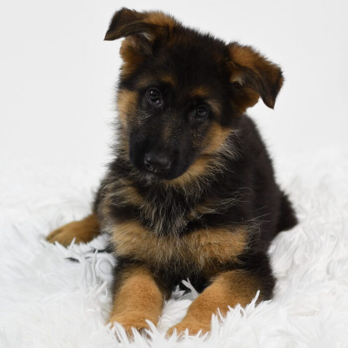 Ripley - German Shepherd Dog puppy for sale