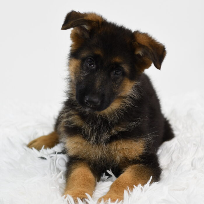 Scout - German Shepherd Dog puppy for sale