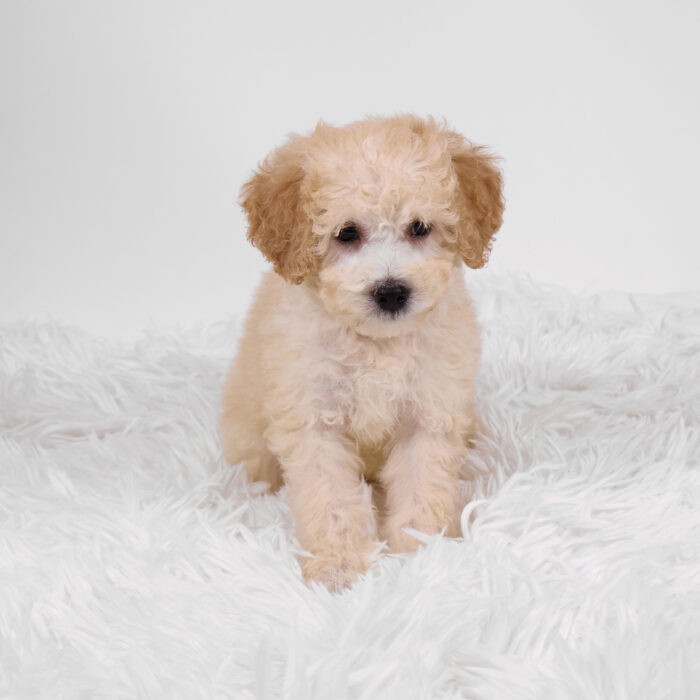Mallow - Bichapoo puppy for sale