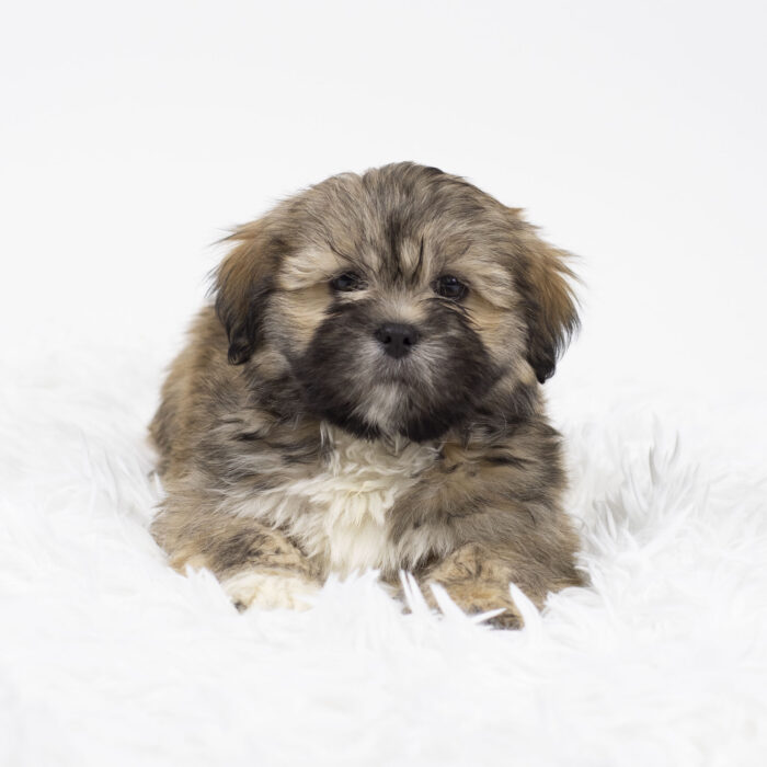 King - Lhasa Apso puppy for sale