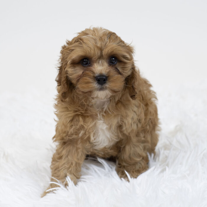 Sprout - Cavapoo puppy for sale