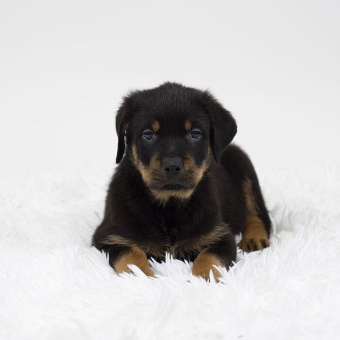 Chop - Rottweiler puppy for sale