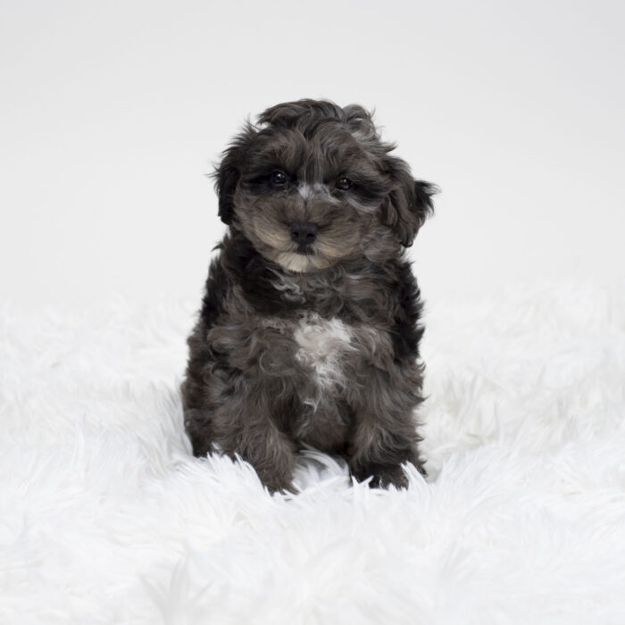 Moonlight - Schnoodle puppy for sale