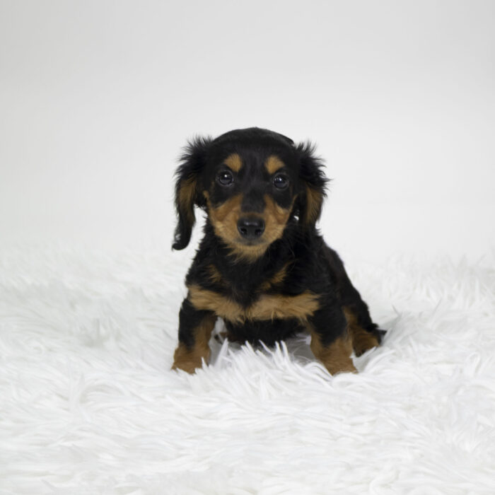 Dakota - Dachshund puppy for sale