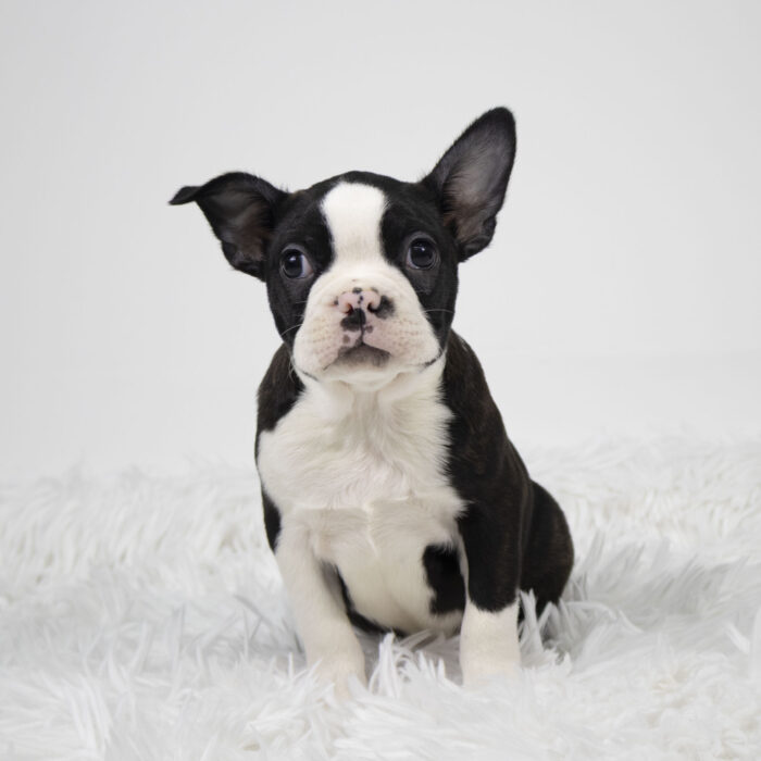 Truffle - Boston Terrier puppy for sale