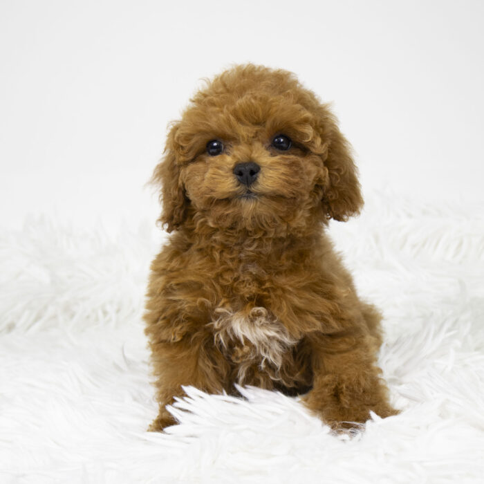 Nickel - Poodle puppy for sale