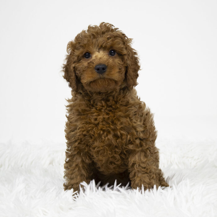 Mocha - Cavapoo puppy for sale