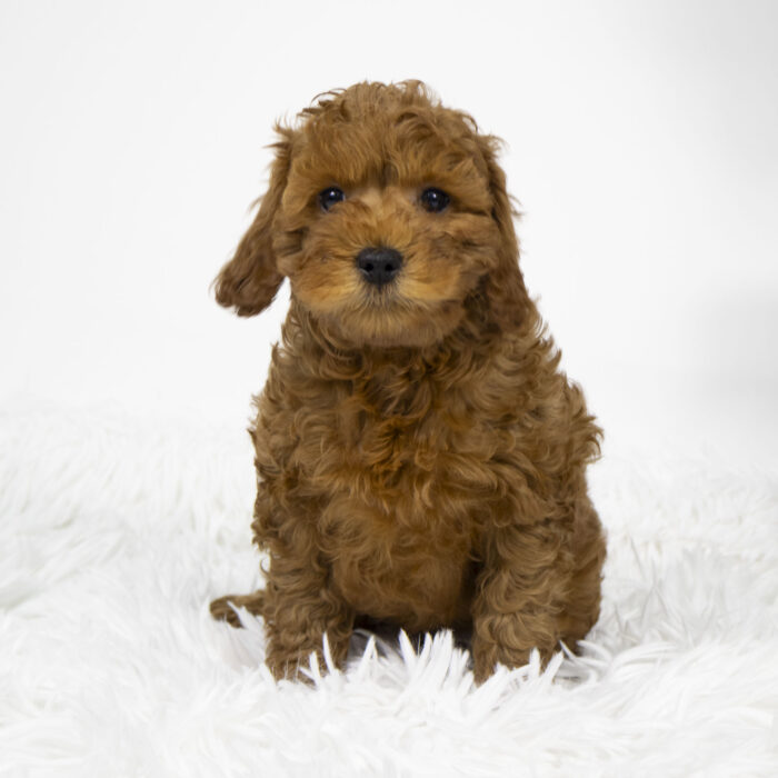 Red - Cavapoo puppy for sale