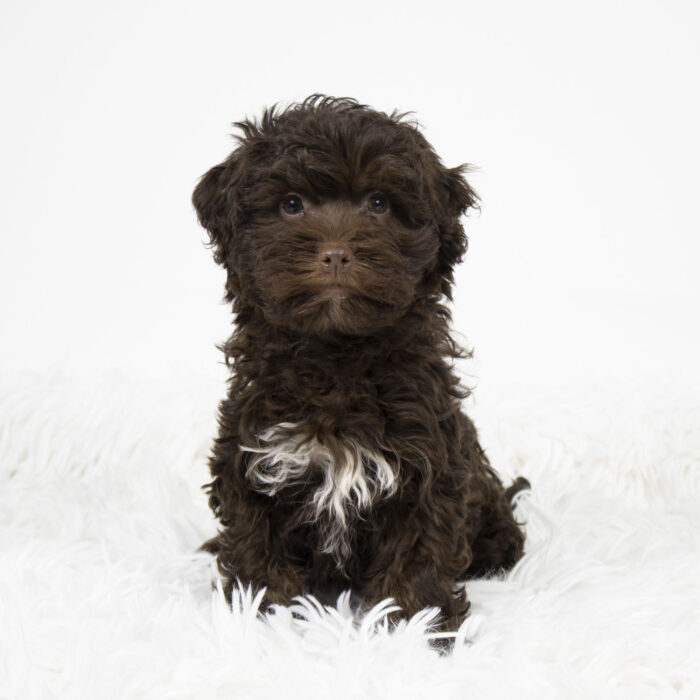 Sugar - Havanestie puppy for sale