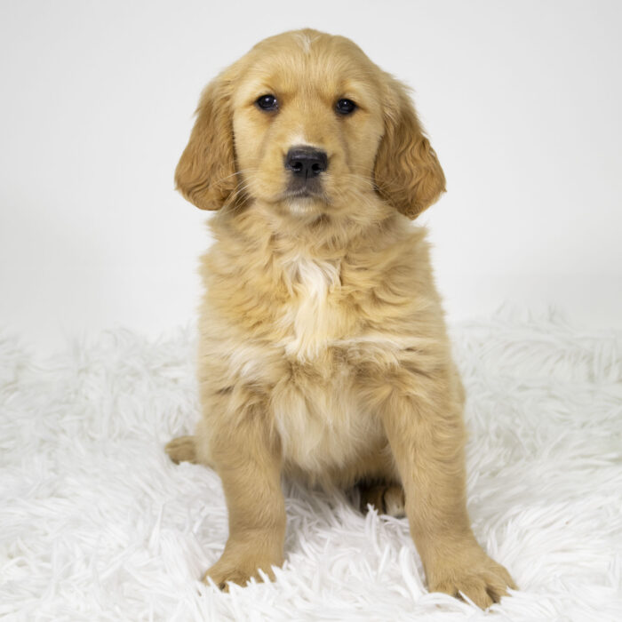 Rust - Golden Retriever puppy for sale