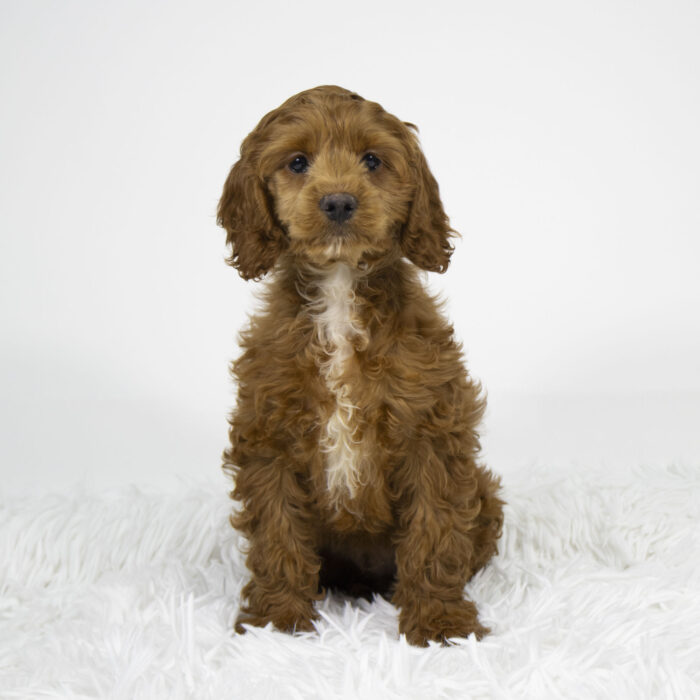 Twix - Cockapoo puppy for sale