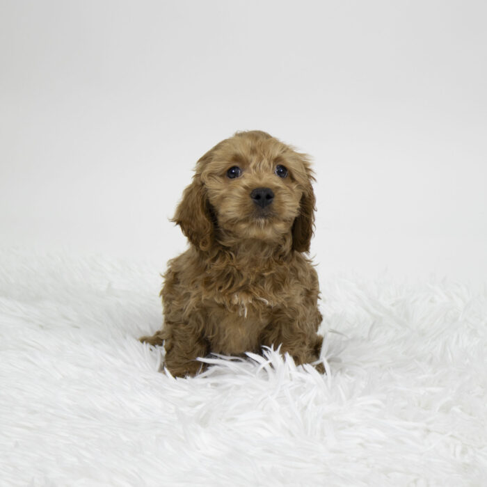 Tron - Cockapoo puppy for sale