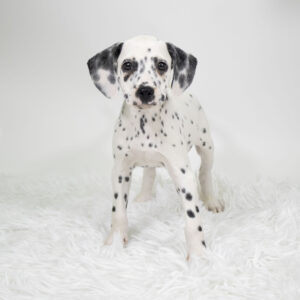 Dalmatian