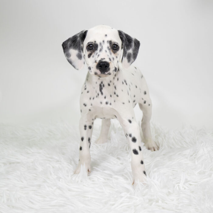Junior - Dalmatian puppy for sale