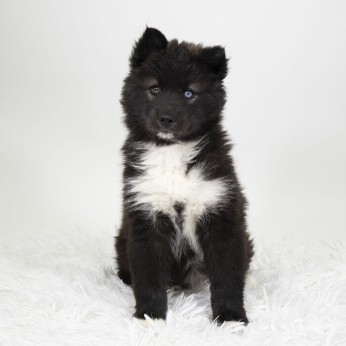 Blue - Siberian Husky puppy for sale