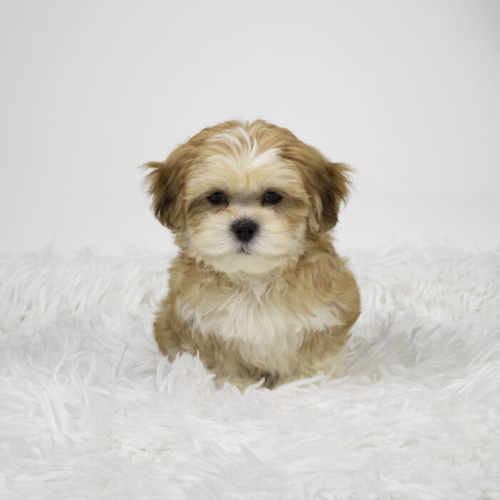 Cupid - Lhasa Apso puppy for sale