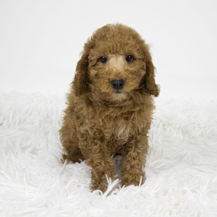 Snickers - Mini Goldendoodle 2nd Gen puppy for sale