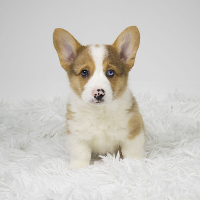 Pumbaa - Pembroke Welsh Corgi puppy for sale