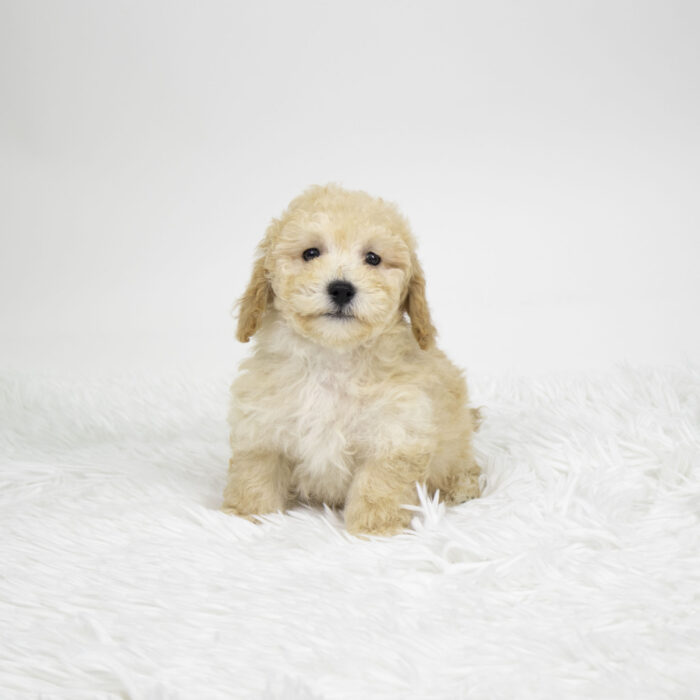Sadie - Bichonpoo puppy for sale